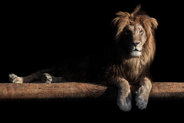 Obraz na płótnie Canvas lion lies on a log, isolate on a black background, place for text
