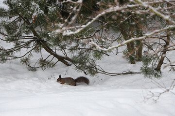 A squirrel under a Christmas tree in a winter forest on the ground is looking for or burying nuts,...