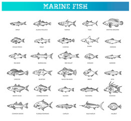 Saltwater fish set. Types marine and ocean fish