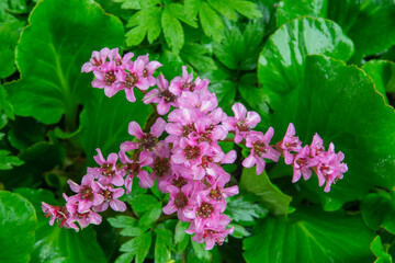 Bergenia (badan) with pink flowers 