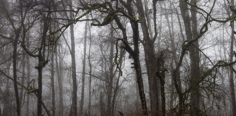 Fototapeta premium Canadian rain forest with green trees. Early morning fog in winter season. Tynehead Park in Surrey, Vancouver, British Columbia, Canada. Nature Background