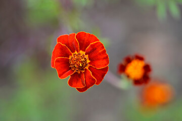 Fototapeta premium French marigold
