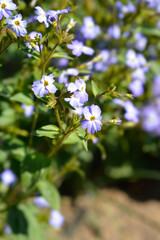 Bush violet