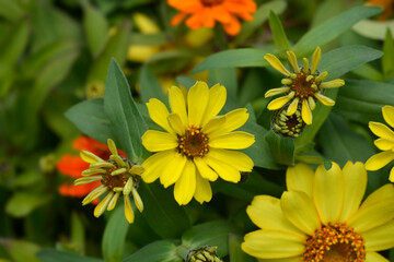 Common zinnia