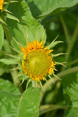 Sunflower Teddy Bear