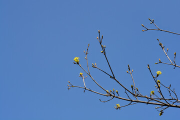 Norway maple