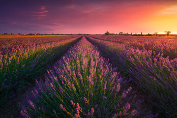 Fototapeta na wymiar Lavender flowers fields and beautiful sunset. Marina di Cecina, Livorno, Tuscany, Italy