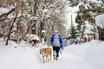 Fototapeta na wymiar The owner walks with Alabai on a winter day.