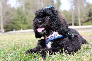 Cockapoo in the Grass