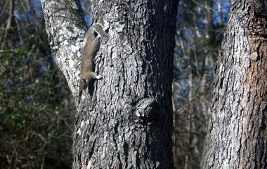 Obraz premium Squirrel hanging out upside down