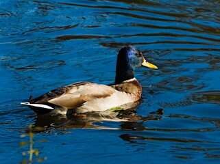 The mallard (Anas platyrhynchos). Duck in the pond. Swiming duck. Wild duck.