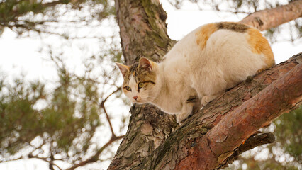 A pine tree and a three-colored cat.