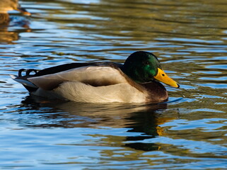 The mallard (Anas platyrhynchos). Duck in the pond. Swiming duck. Wild duck.