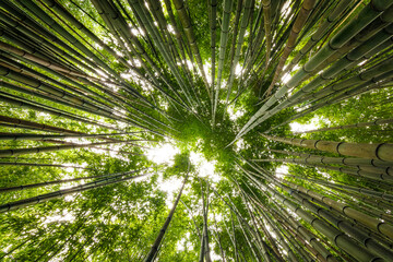 Obraz na płótnie Canvas Bosque de bambú bamboo forest 03
