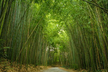 Bosque de bambú bamboo forest 02
