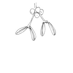 Mistletoe branches with leaves for the design of postcards, posters and other printed products. Linear style. Doodle style.