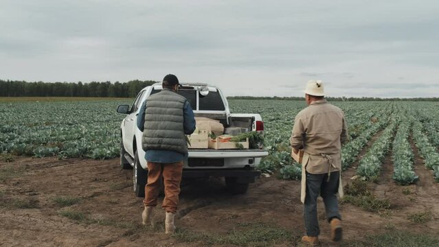 Two modern farm workers loading pickup truck cargo with various fresh vegetables, tracking shot footage