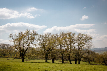 Fototapeta na wymiar paysage de campagne dans le Brionnais en Saône-et-Loire en France au printemps