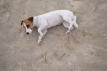 Dog jack russell terrier lies on the sand with the inscription relax. 