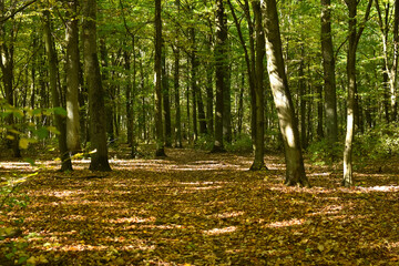 W lesie © Agnieszka