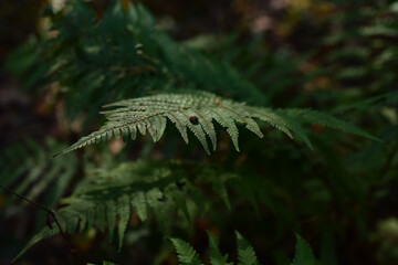 Paproć © Agnieszka