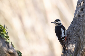 Great spotted woodpecker female (Dendrocopos major) on a trunk.