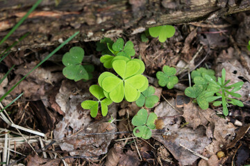 green clovers on forest ground