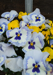 blue and yellow pansies in flower pot in spring