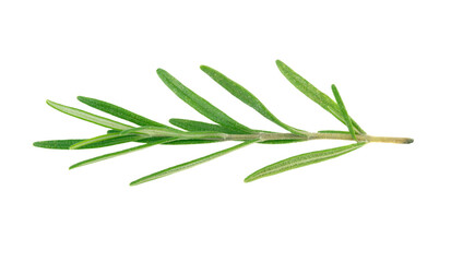 Obraz premium Fresh green rosemary twig isolated on a white background. Rosemary branch.