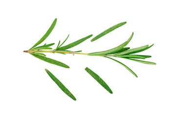 Rosemary isolated on white background cutout. Close up studio shot of fresh green rosemary herb leaves isolated on white background.