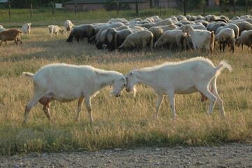 Fototapeta premium Goats Fighting