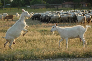 Goats Fighting