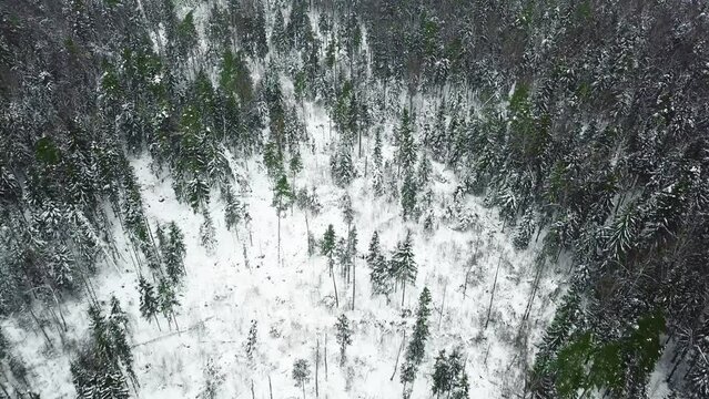 Flying over winter forest with a camera going down