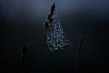 cobweb in the fog