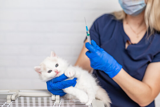 doctor veterinarian holding a white fluffy kitten holding a syringe in his hand. High quality photo