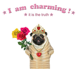 A dog pug with a bouquet of roses wears a diadem and a pendant. I am charming. White background....