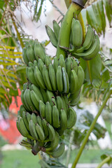 Banana trees are bearing fruit. Close-up bunch of still unripe green mini bananas growing on a tree against the backdrop of palm branches
