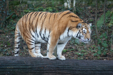 Tiger im Zoo Zürich, sehr aufmerksam