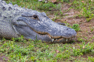 Hungry wildlife crocodile hidden in the grass