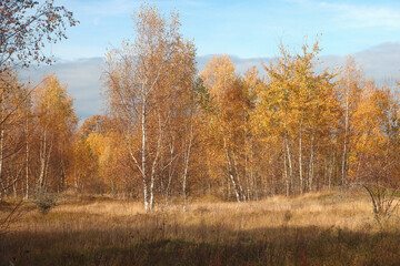 Fototapeta premium Birch grove in autumn.