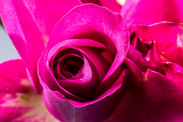 Closeup photo of magenta roses.