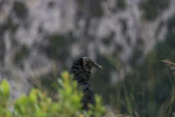 Vulture after the rain at the top of the canyon