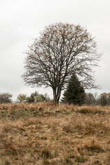 Solitairy tree in the middle of meadow at autumn, Sumava mountains