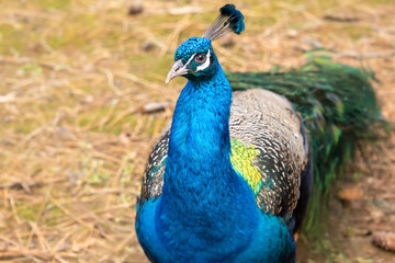 Obraz premium Indian Blue Peafowl bird, colorful beautiful feathers of male peafowl, close up