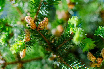 coniferous branch with cones