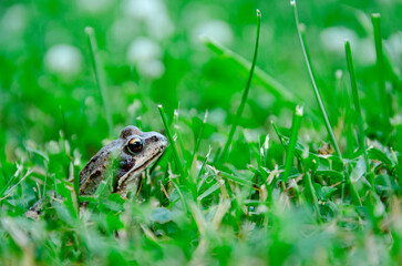 frog in the grass blurred background