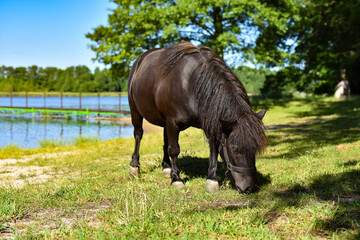 Koń © Agnieszka