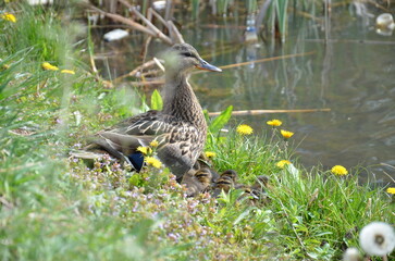 mother duck and little ducklings are sitting in the grass by the lake