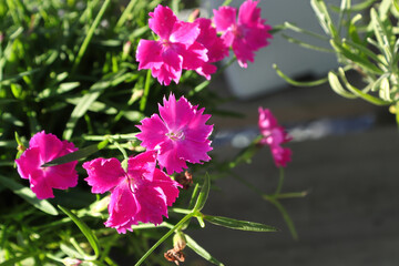 Fototapeta premium Closeup fo the pink flowers on a dianthus plant