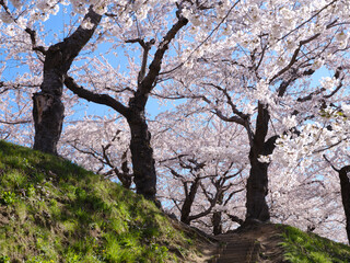 Fototapeta na wymiar 五稜郭公園の桜